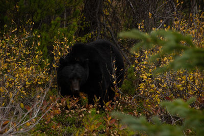Close-up of an animal in forest