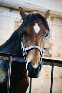 Brown foal in a stable