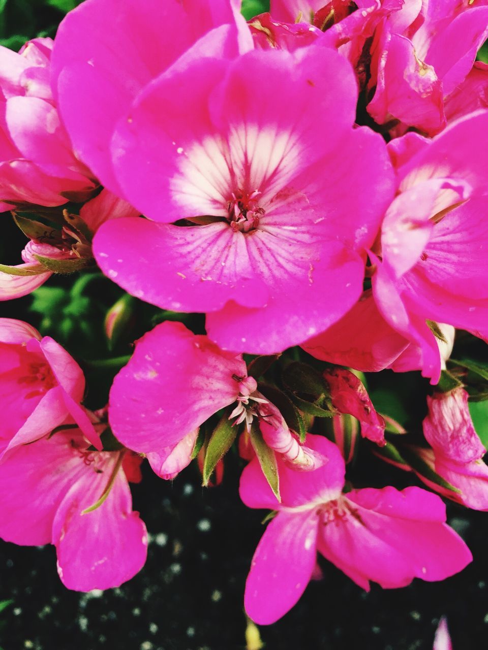 flower, fragility, beauty in nature, nature, freshness, petal, flower head, growth, pink color, close-up, no people, outdoors, plant, stamen, day, blooming, pollen, rhododendron, backgrounds, water, pistil