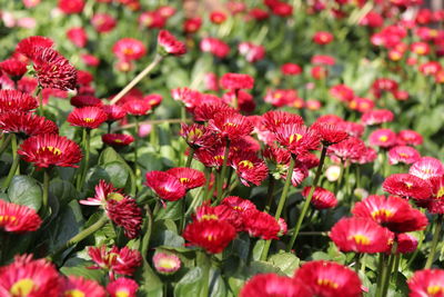 Close-up of red flowering plants in park