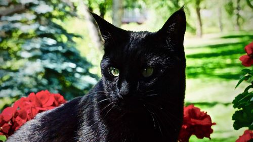 Close-up portrait of black cat