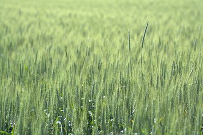 Scenic view of crops growing at farm