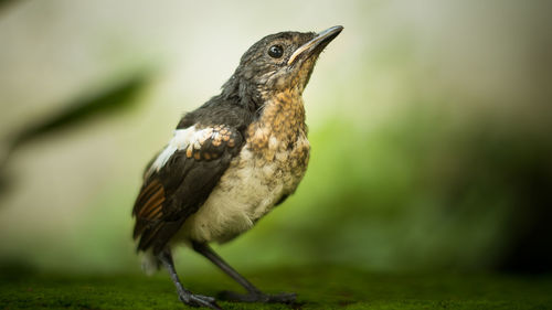 Close-up of bird perching on white background