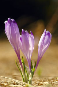 Closeup of three purple crocuses growing out of ground over defocussed background