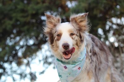 Close-up portrait of dog standing on tree