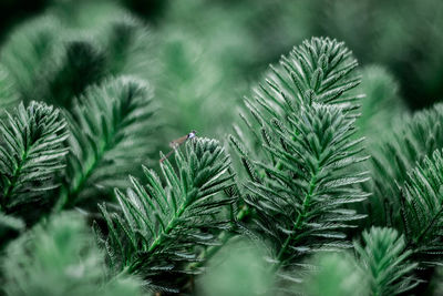 Close-up of pine tree