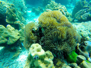 Close-up of fish swimming in sea