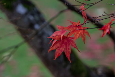 Close-up of maple leaves