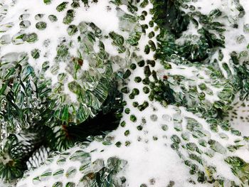 High angle view of snow on leaf