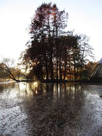 Trees by lake against sky during winter