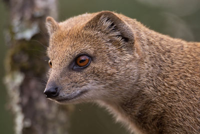 Mongoose looking away