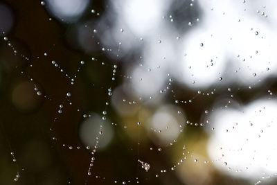 Close-up of water drops on leaf