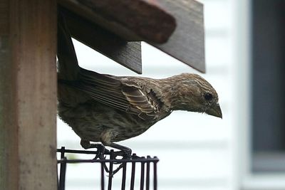 Low angle view of bird against sky