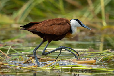 Close-up of bird in lake