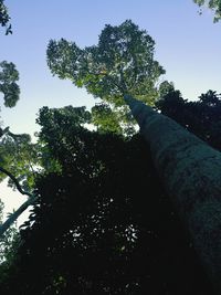 Low angle view of trees against clear sky