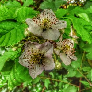 Close-up of flowers