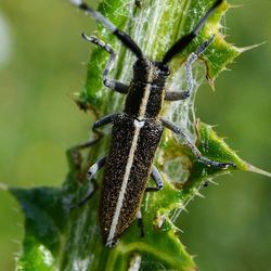 Close-up of insect on leaf