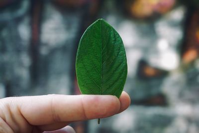 Close-up of cropped hand holding leaf