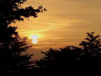 Silhouette of trees at sunset