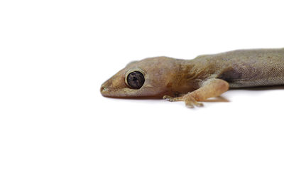 Close-up of lizard against white background
