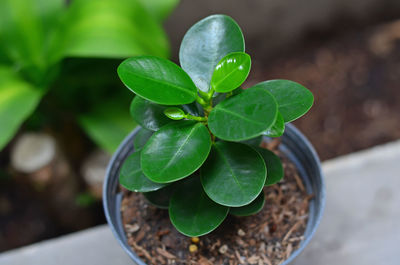 Close-up of potted plant