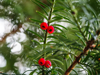 Close-up of ladybug on tree