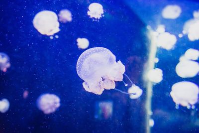 Close-up of jellyfish swimming in aquarium