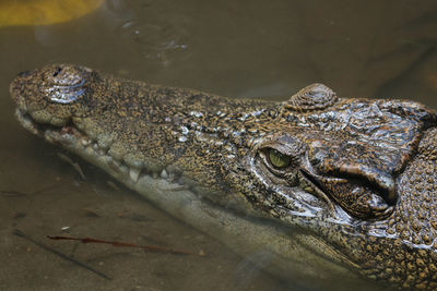 Close-up of crocodile in sea