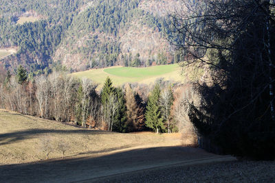 Road amidst trees