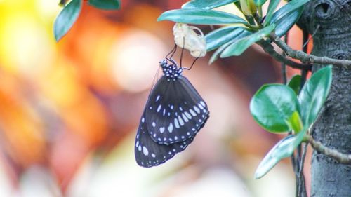 Close-up of butterfly on leaf