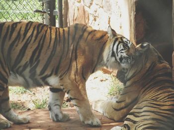 Close-up of tiger in zoo