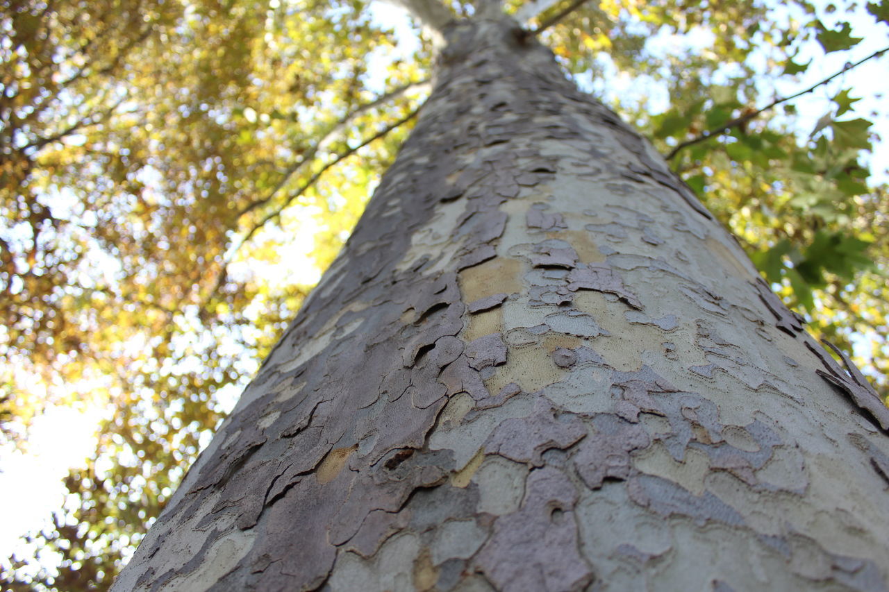 tree trunk, tree, nature, textured, plant bark, growth, rough, low angle view, bark, beauty in nature, wood - material, no people, sunlight, outdoors, green color, backgrounds, day, close-up, sky, knotted wood