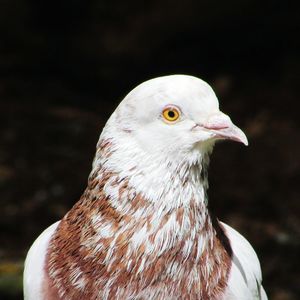 Close-up of owl