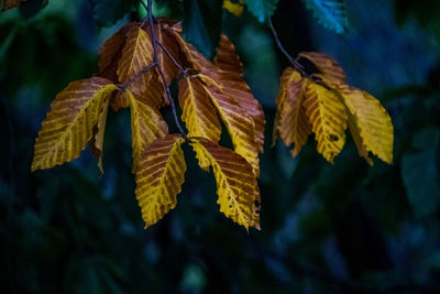 Close-up of wilted plant during autumn