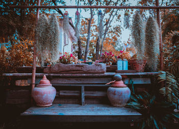 Potted plants in yard