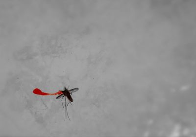 Close-up of red insect