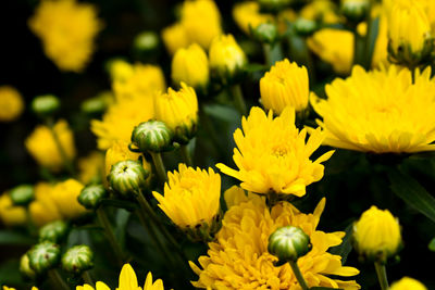 Close-up of yellow flowering plant