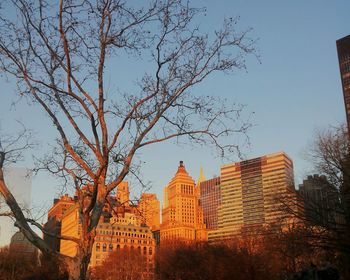 Low angle view of bare trees against buildings