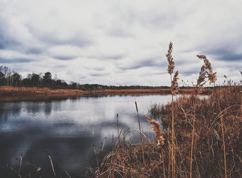 Reeds by lake against cloudy sky