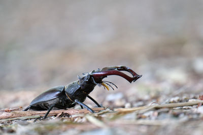 Close-up of a bird