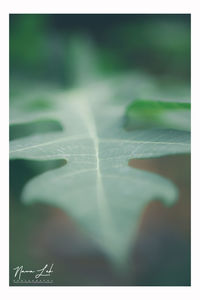 Close-up of leaves