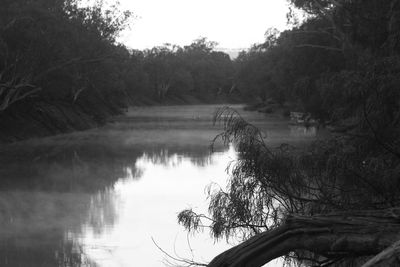 Reflection of trees in river