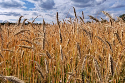 Close-up of wheat growing on field against sky