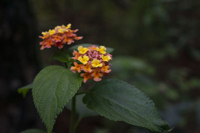 Close-up of flowering plant