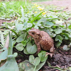 Close-up of frog on field