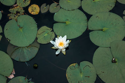 High angle view of lotus water lily in lake