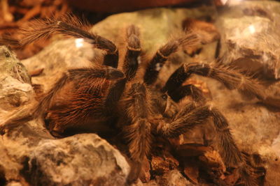 Close-up of spider on rock