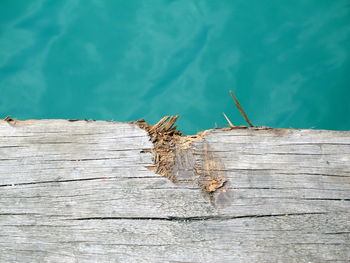 Frog in water