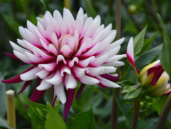 Close-up of pink flowers