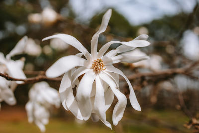 Close-up of white flower